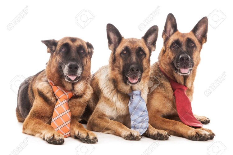 Сутулая собака Квазимодо