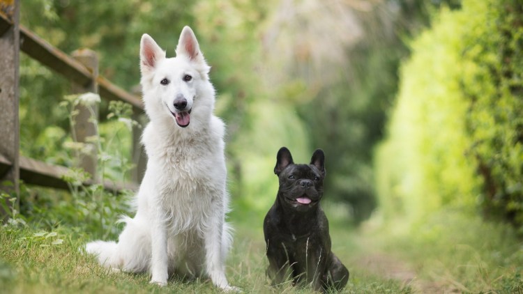 Щенок немецкой овчарки зима