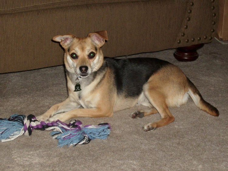 Эволюция мопсов