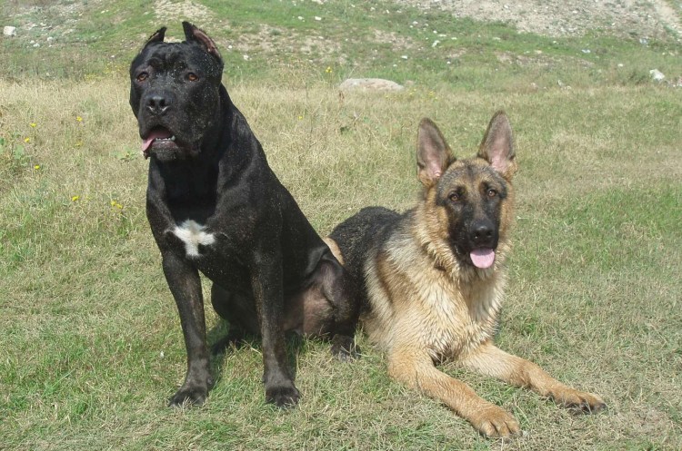 Восточно-европейская овчарка