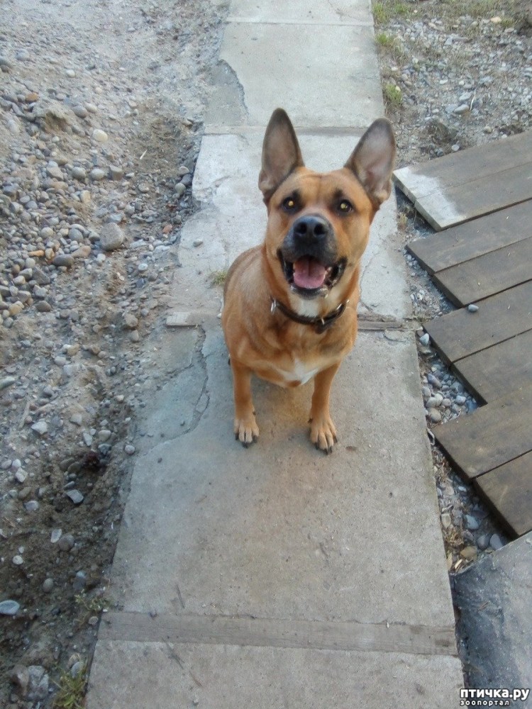 Немецкая овчарка Тассо