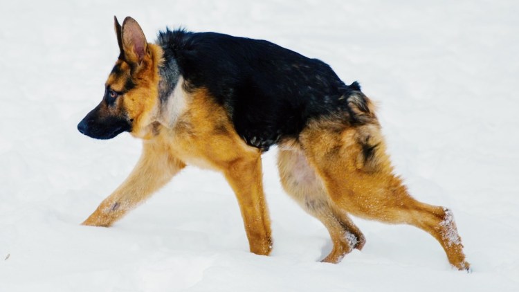 Строение черепа английского бульдога