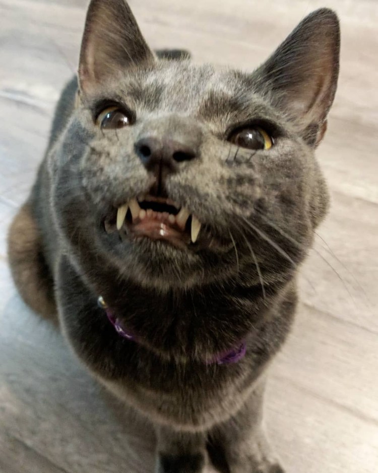 Коты вампиры