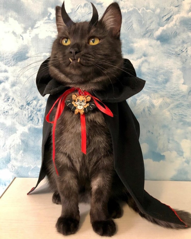 Граф Дракула кот