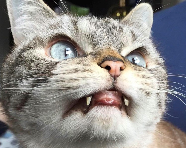 Смешные коты вампиры