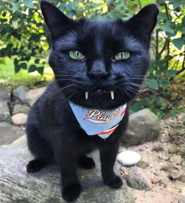 Граф Дракула кот