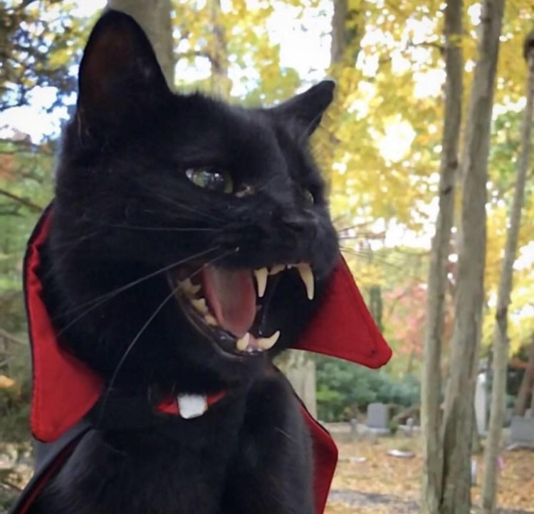 Malpuss Winged Occult Cat Figurine