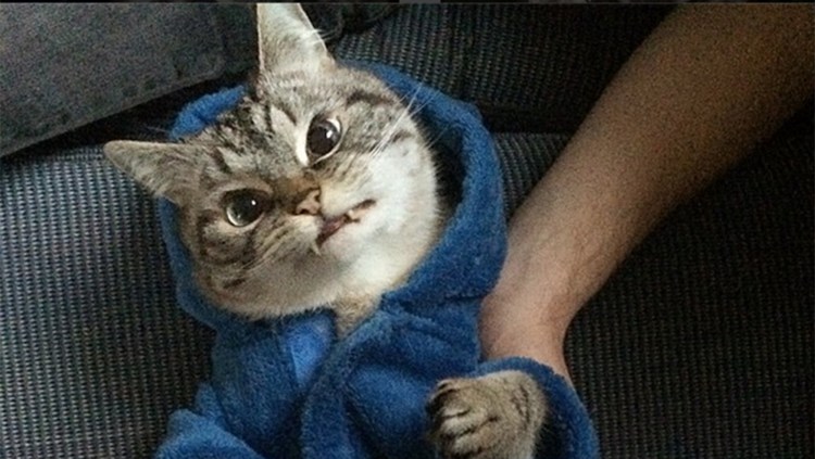 Черный кот с клыками