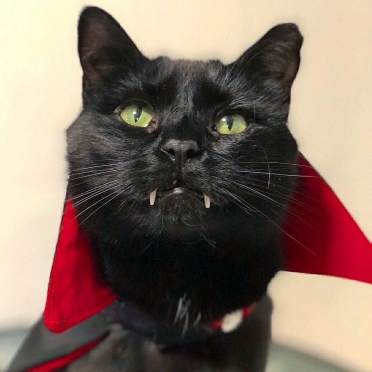 Кот Дракула Монк