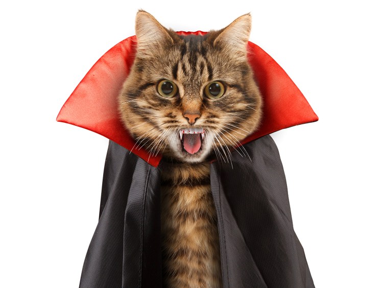 Кот Дракула порода