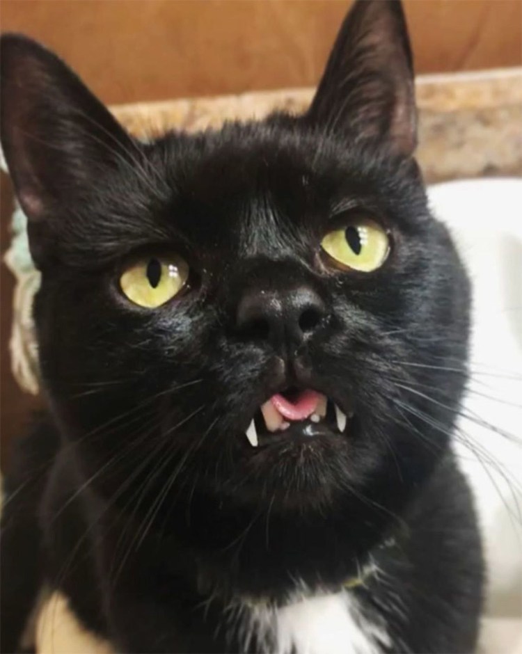 Обаятельный кот Локи