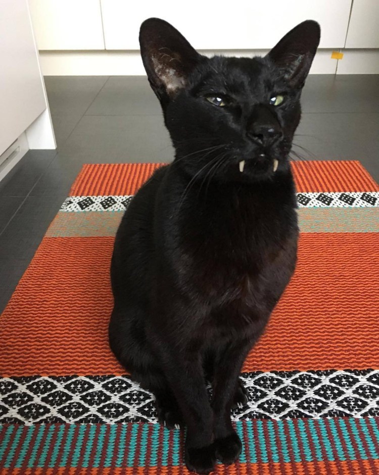 Костюм Дракулы для кота