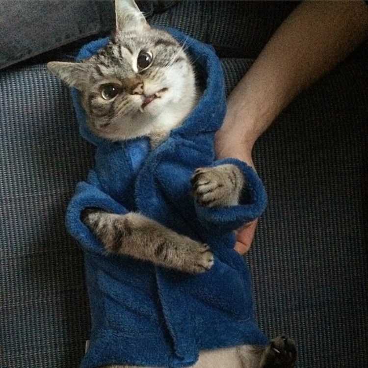 Граф Мрякула кот