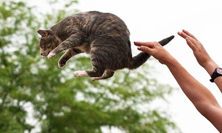 Кота за шкирку