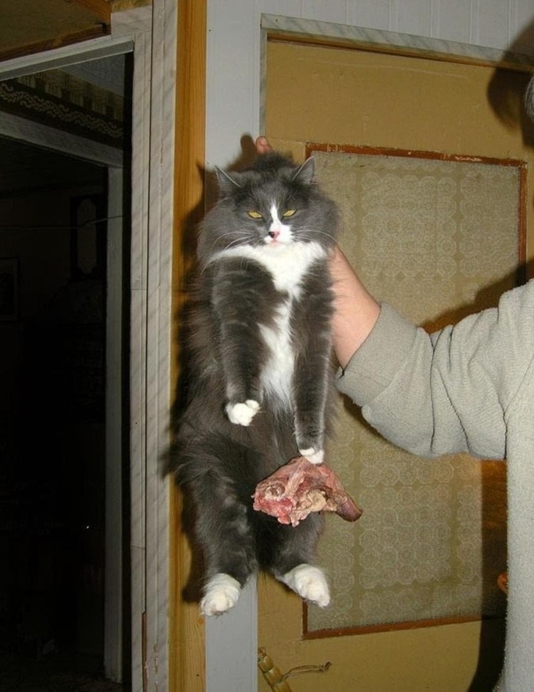 Кошка несёт котёнка за шкирку