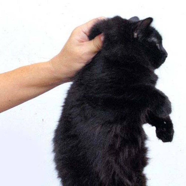 Кота за шкирку