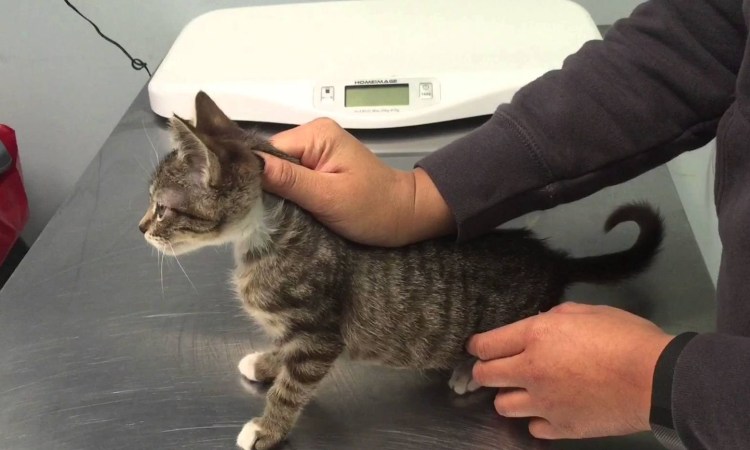 Человек держит котенка