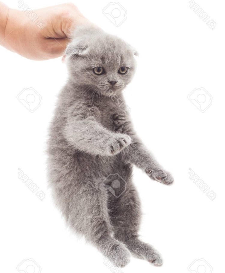 Кот кусает руку