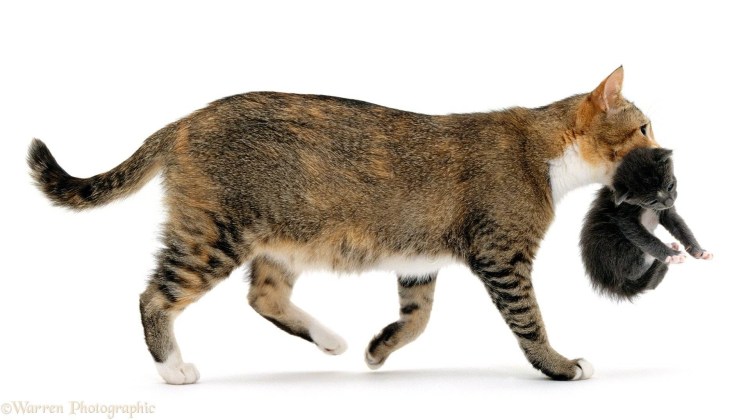 Кошка несёт котёнка за шкирку