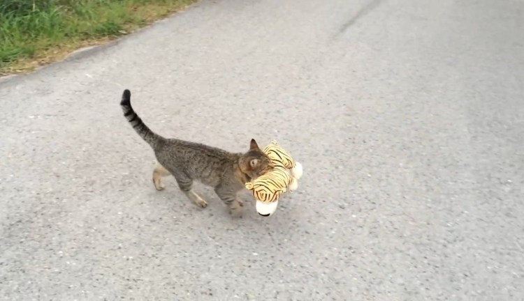 Котенок на ручках