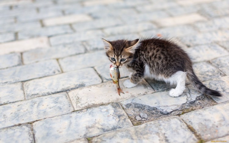 Юмор в картинках про животных