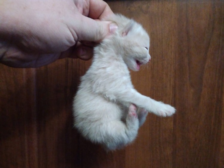 Шкирка кота