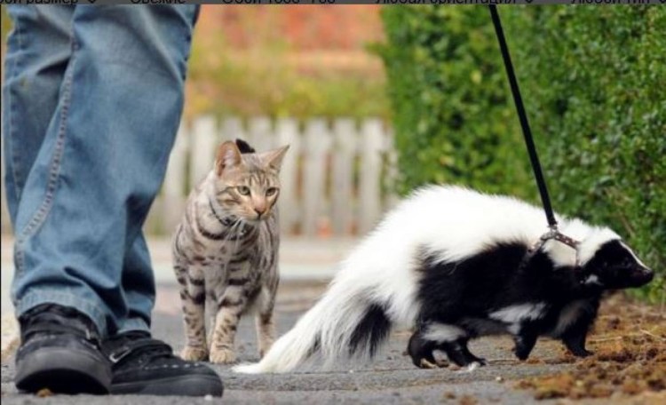 Котенка держат за шкирку