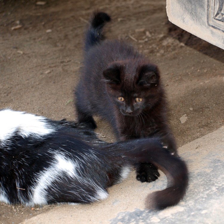 Котенок за шкирку