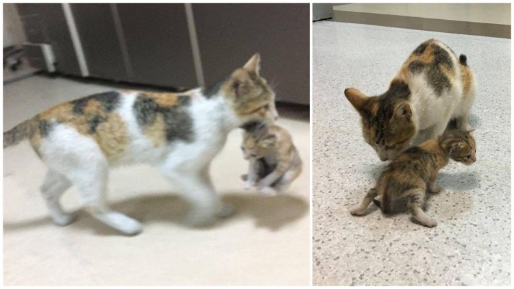 Кота за шкирку