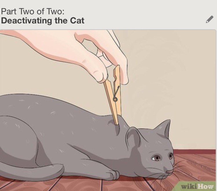 Кошка тащит котенка за шкирку