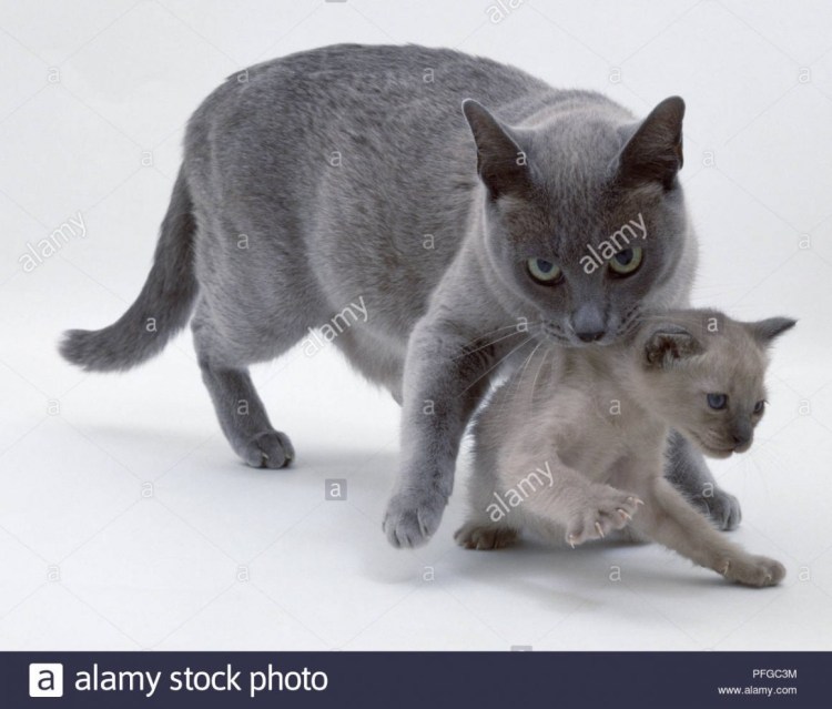 Котенка держат за шкирку