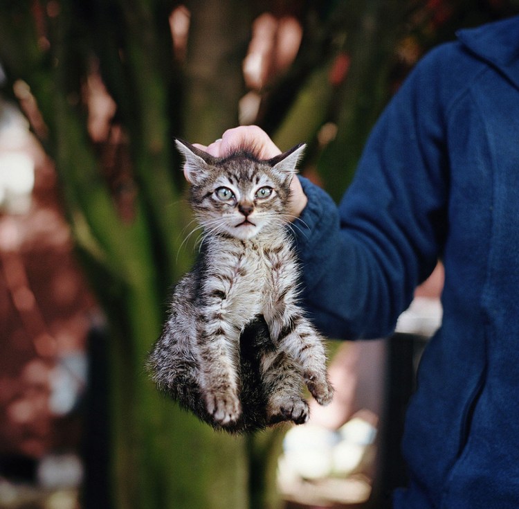 Котенка держат за шкирку
