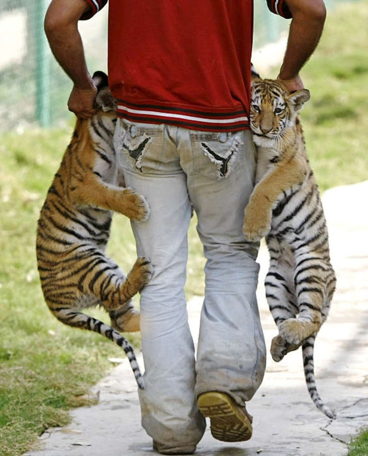 Кот в пеленке