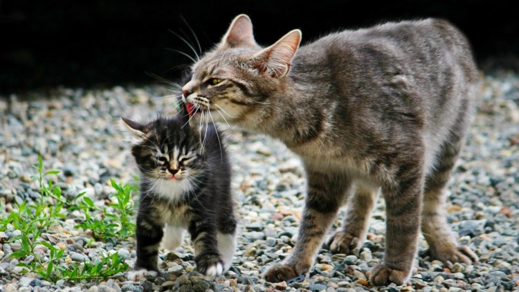 Черная кошка с котятами