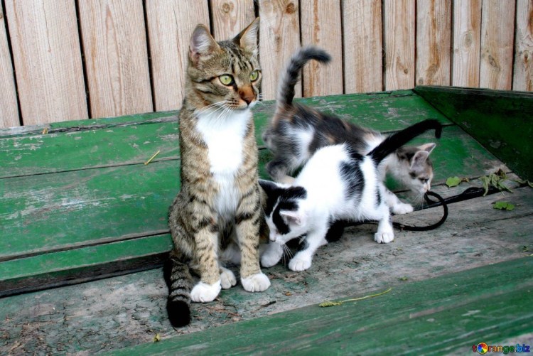 Кота держат за шкирку