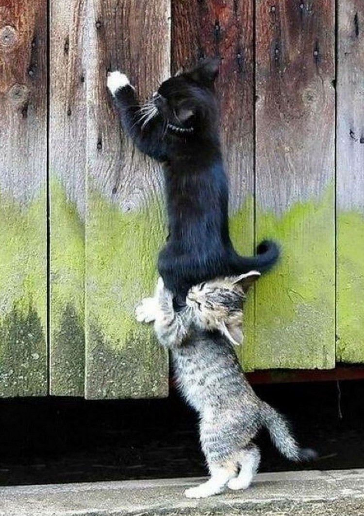 Кошка несёт котёнка за шкирку