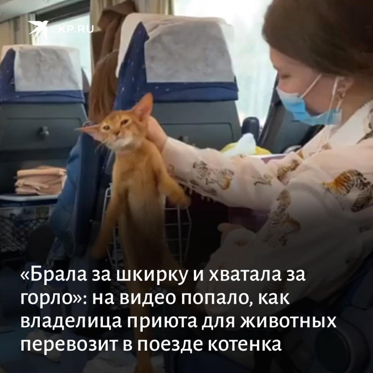 Котенок за шкирку