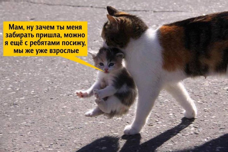 Шкирка у кошек