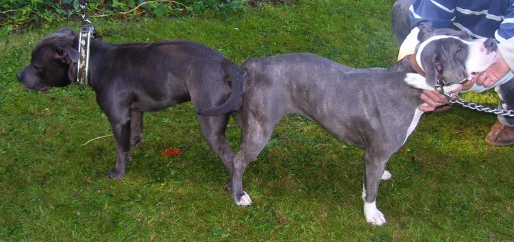 Вольер амстафф питбуль