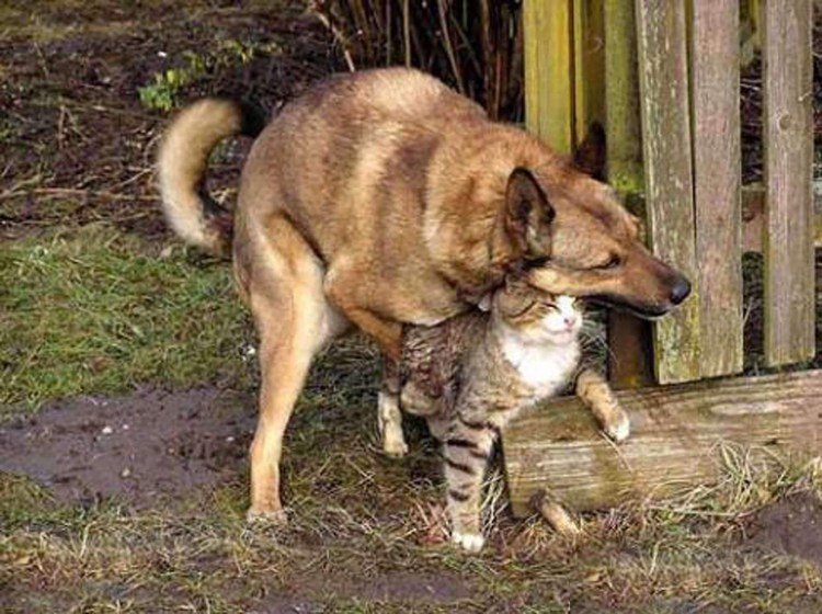 Собаки слипаются при спаривании