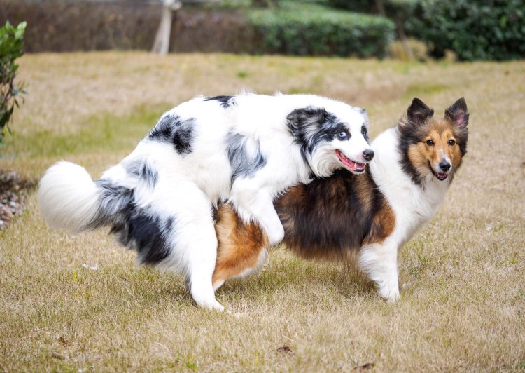 Собаки спариваются с хозяевами