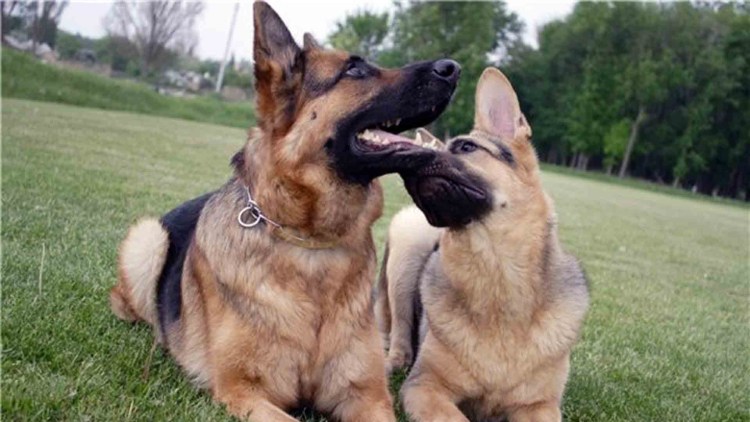 Бигли спаривание