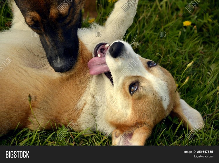 Случка животных