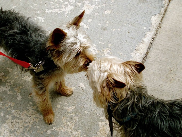 Спаривания собак с другими животными