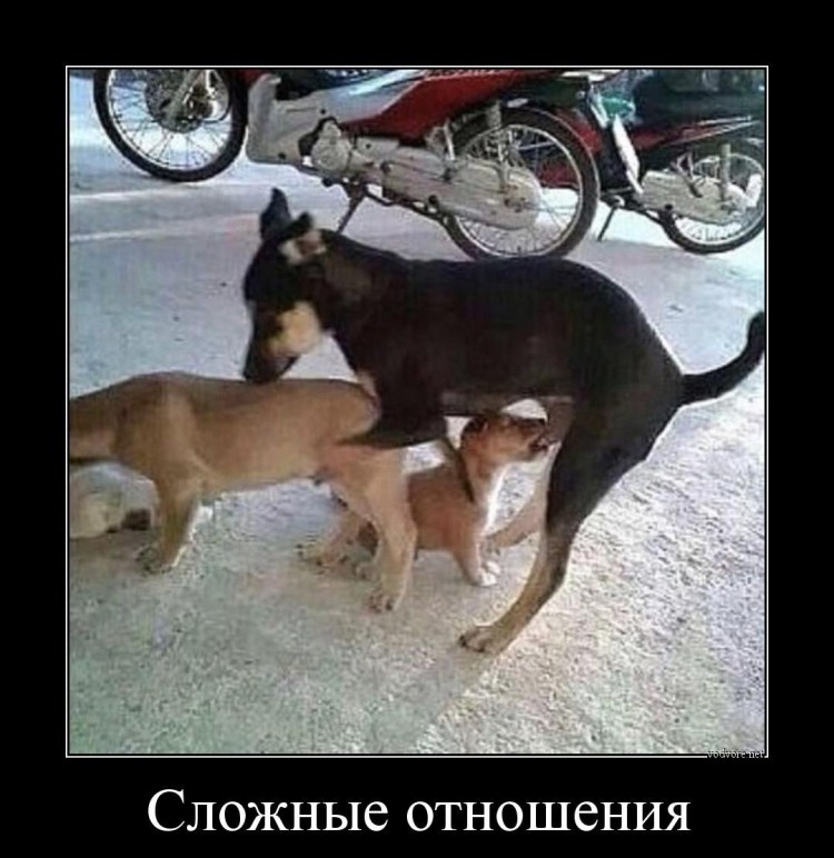 Собаки занимаются