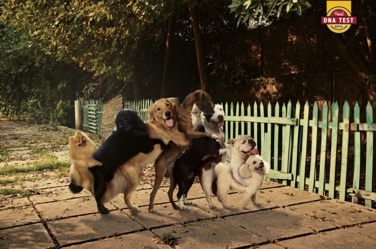 Собака спаривается с кошкой