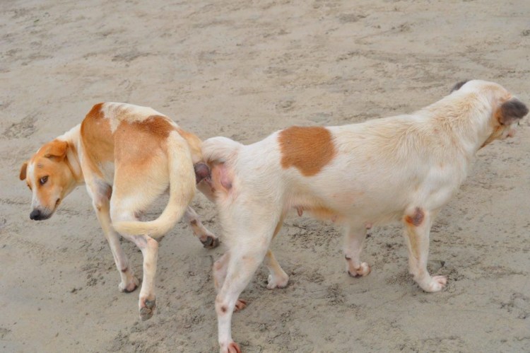 Собаки спариваются