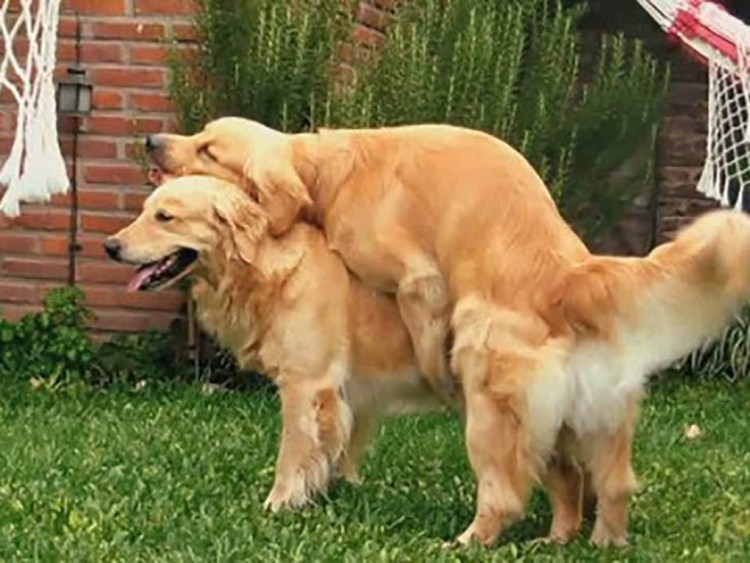 Приспособление для вязки собак