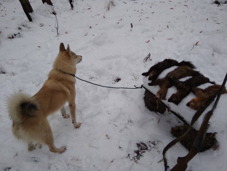 Собака спаривается с человеком