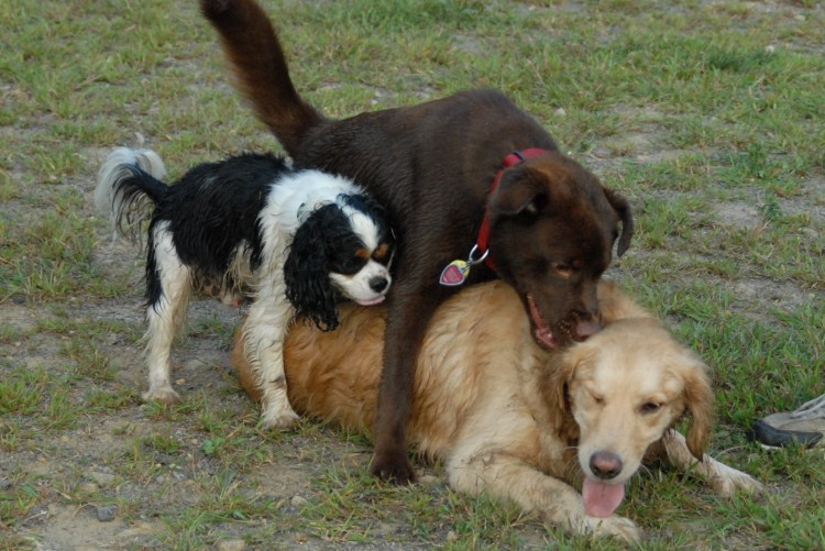 Три собаки самый дружный